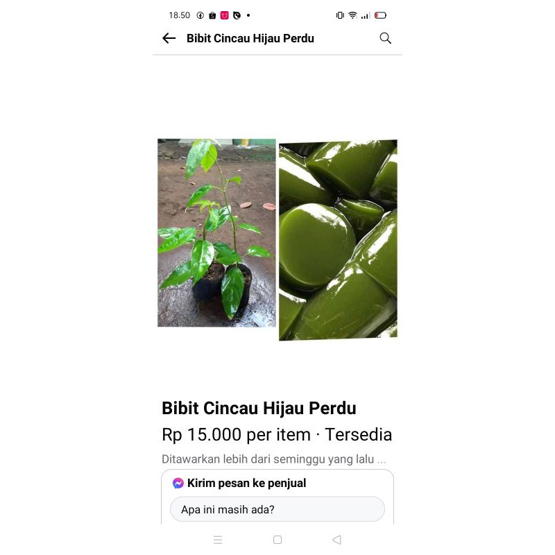 

cincau bibit