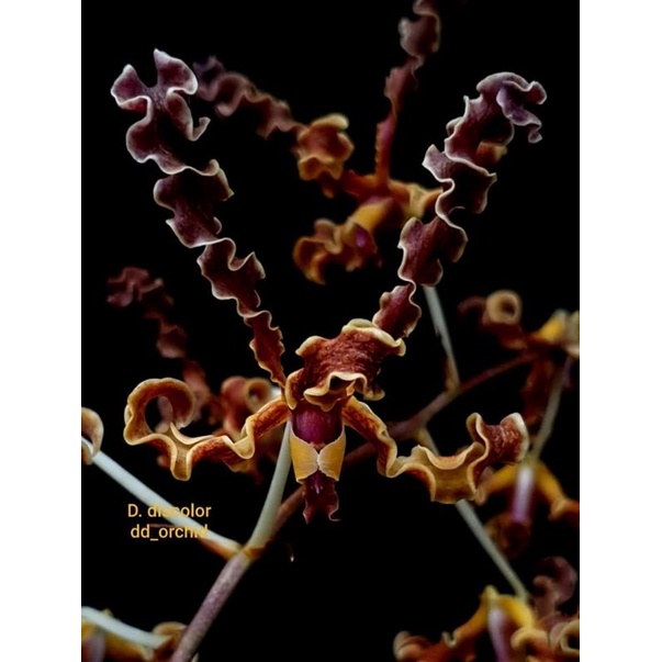 Anggrek Dendrobium Discolor Remaja