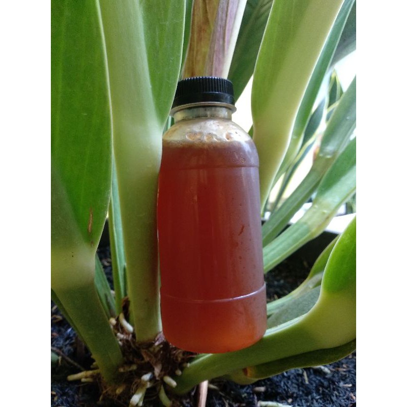 

Madu Murni 100% Uk 250 Gr