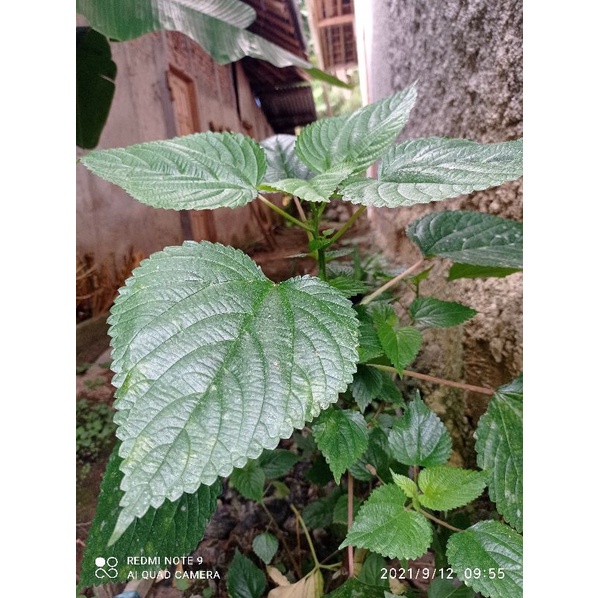 

Pohon daun gatal herbal per 250grm