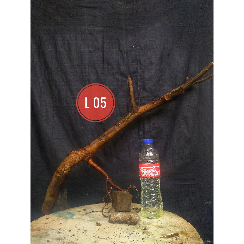 Bahan Bonsai Tanaman Hias Loa atau Ficus Racemosa Small