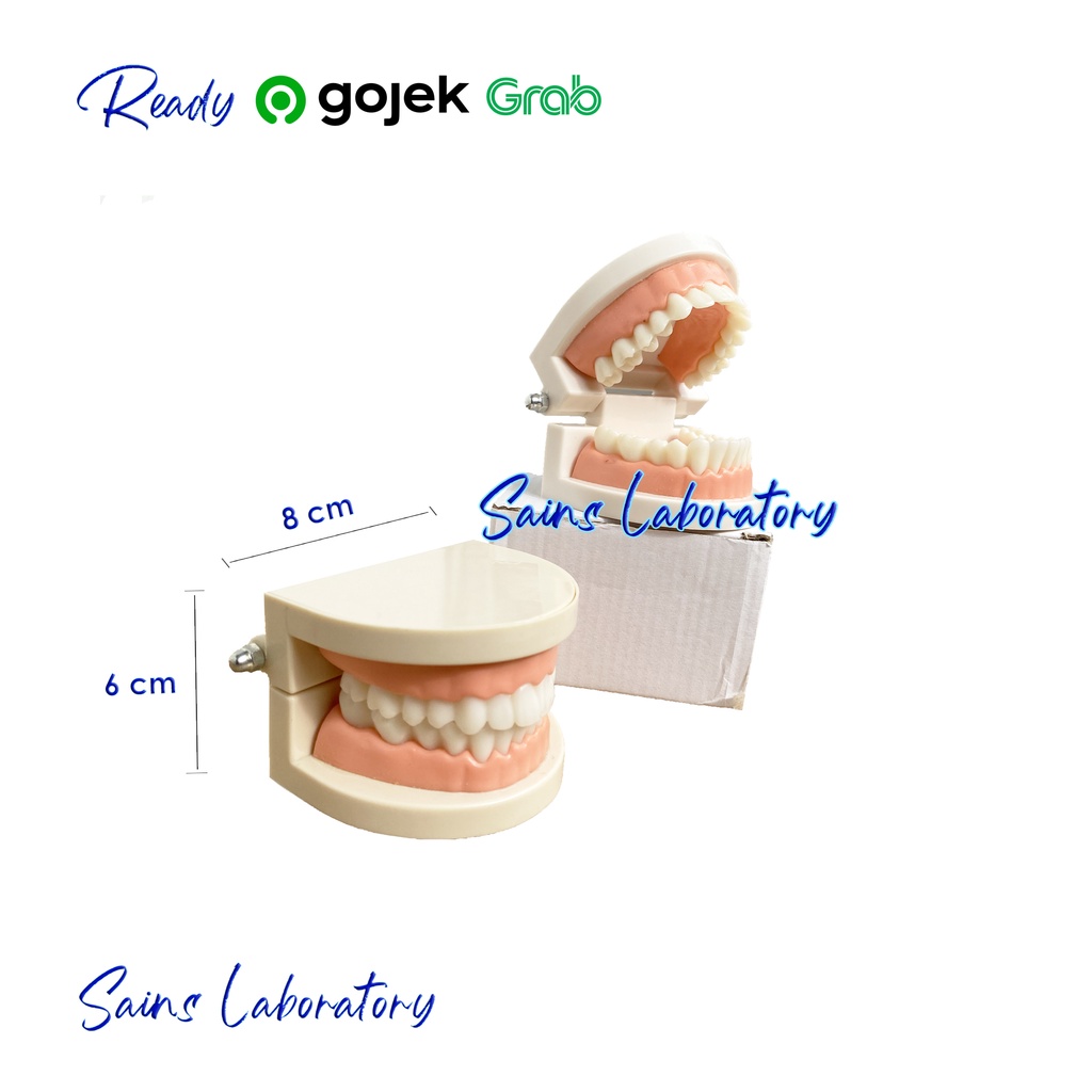 Model Gigi Typodont Gigi Dewasa Demonstrasi Dental Model Study Gigi Tiruan Alat Peraga Edukasi Phant