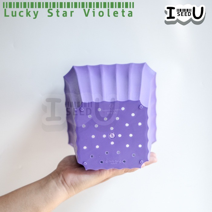 Pot Bunga Warna 16cm Segi Violeta 5349-DX - Lucky Star