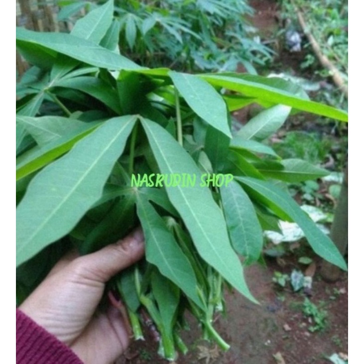 

DAUN SINGKONG MUDA 50 PUCUK SEGAR LANGSUNG PETIK