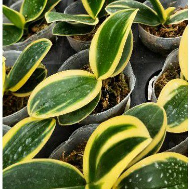 ANGGREK BULAN VARIGATA MINI DEWASA