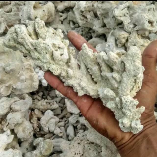 Batu Karang aquascafe besar media filter aquarium 1kg