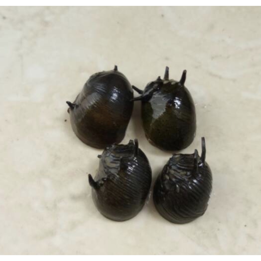 Keong tanduk pembasmi lumut