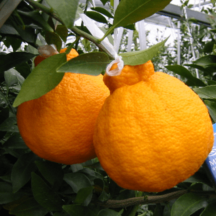 bibit jeruk dekopon berkualitas