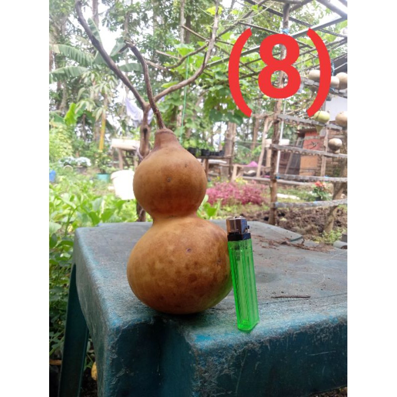 

labu botol/kendi