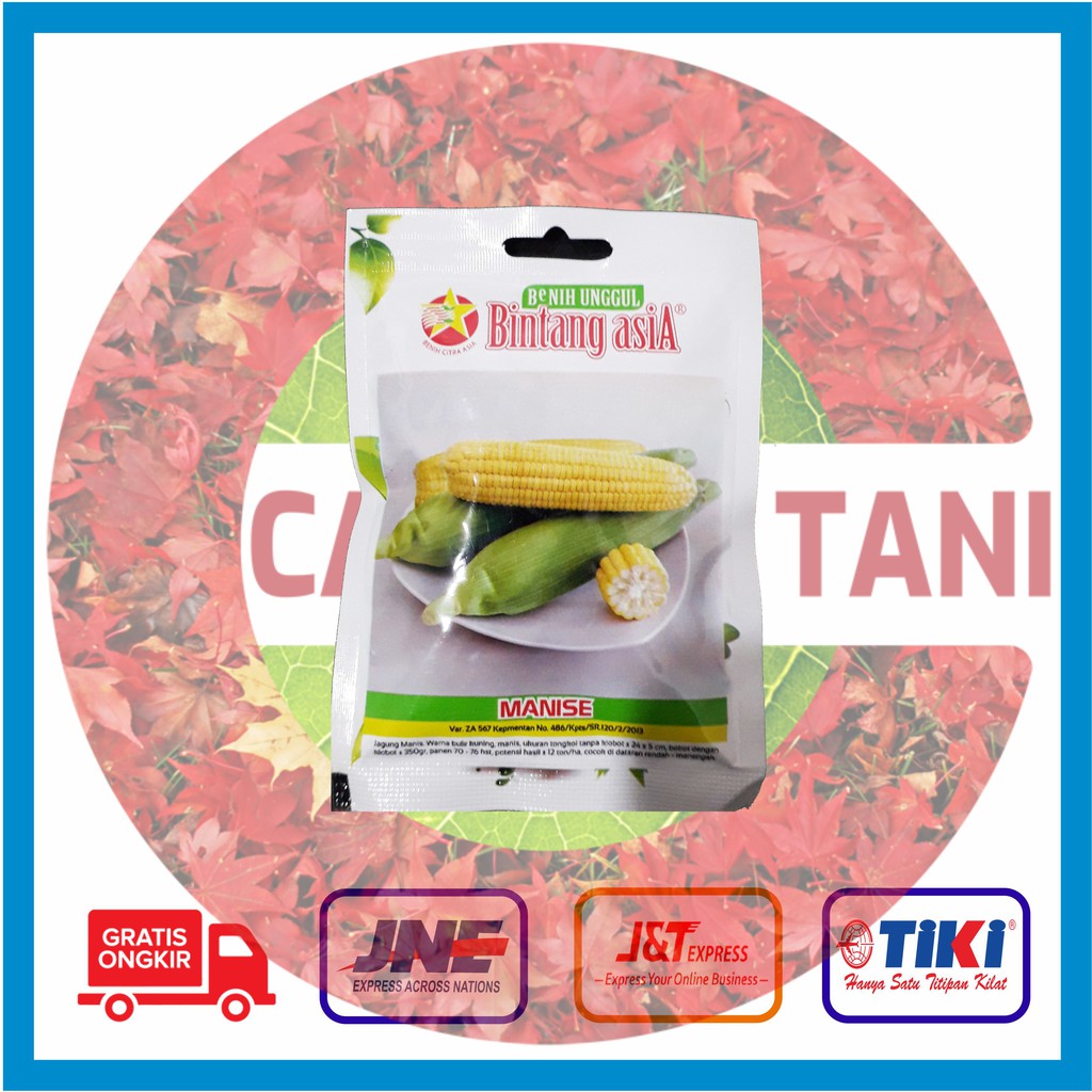Benih Jagung Manis Manise @ 25 Gram
