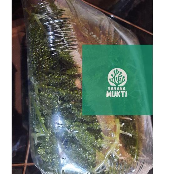 

[KODE ZJKWK] Anggur laut/ Green Caviar/ Latoh/ Lawi lawi/ Sea Grapes (Caulerpa Sp.)