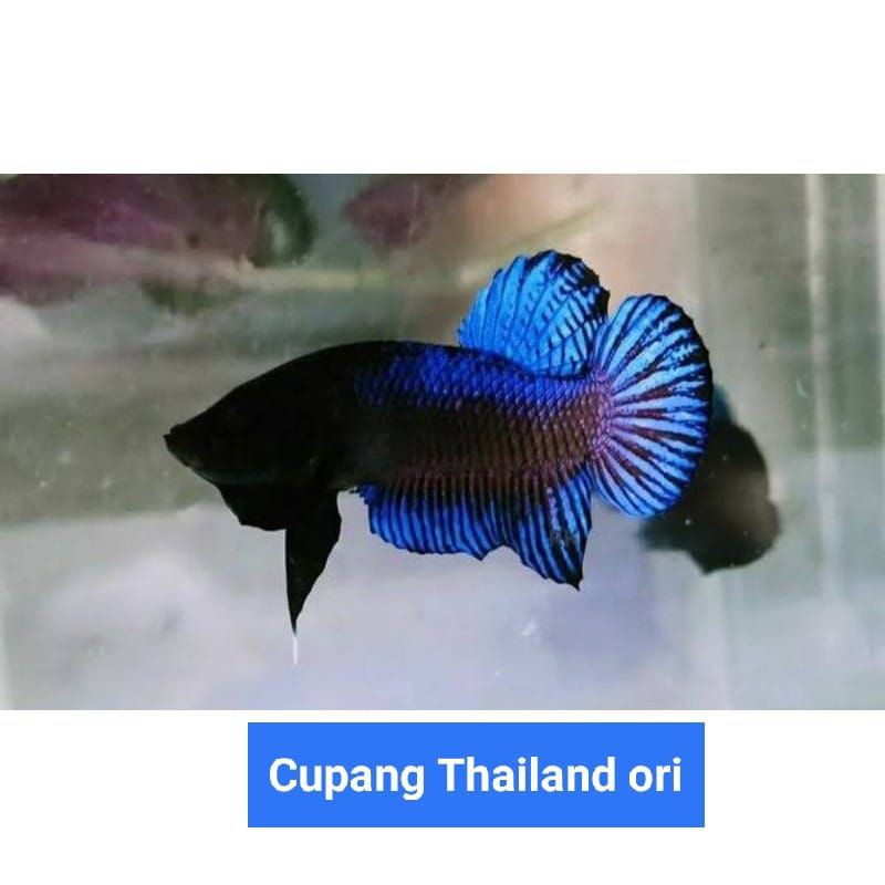 Cupang aduan/cupang ori thailand