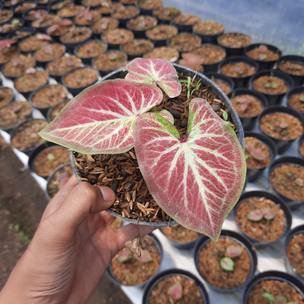 Keladi Rich Of Thai Tanaman Hias Hidup Bibit Bunga Caladium Rich Of Thai Murah Bukan Bonggol