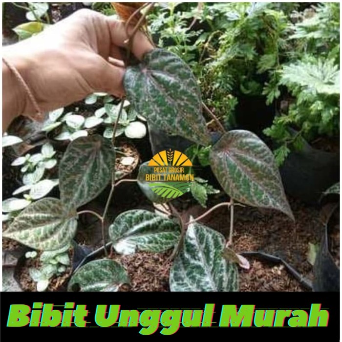 Bibit tanaman sirih merah