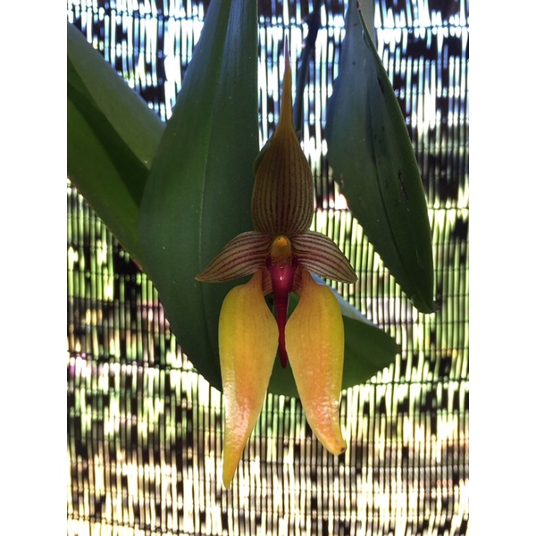 Bulbophyllum ortologsum