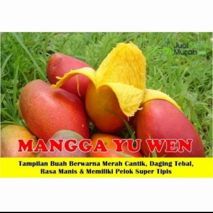 Bibit Tanaman Buah Mangga Yuwen Okulasi - Bibit Mangga Yuwen