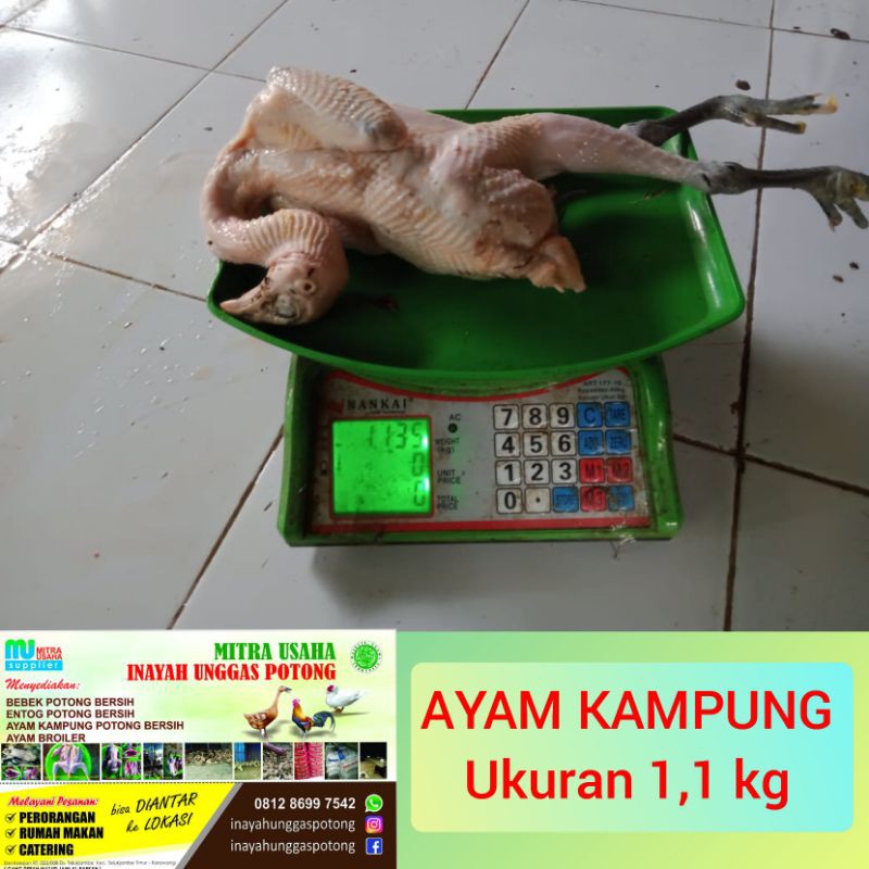 

AYAM KAMPUNG POTONG BERSIH (ukuran 1,1kg)