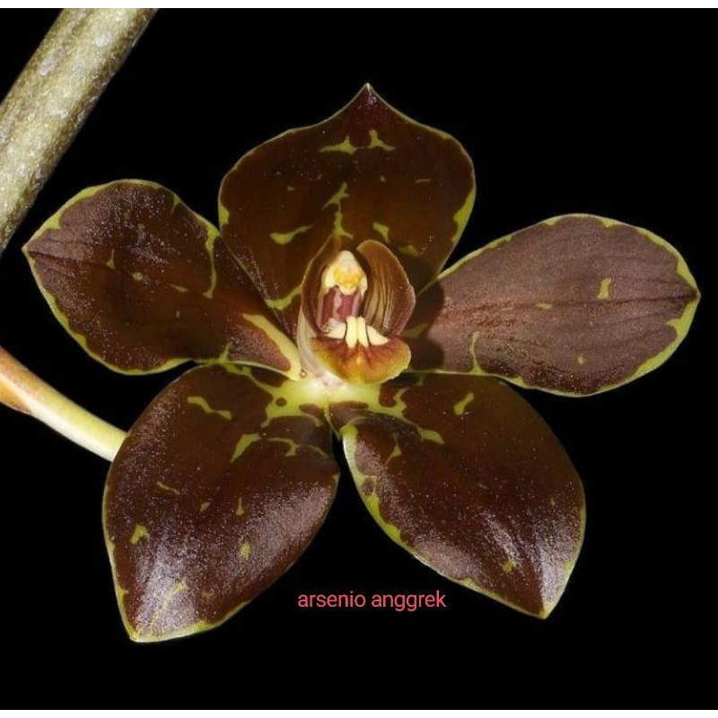Grammatophyllum Martae