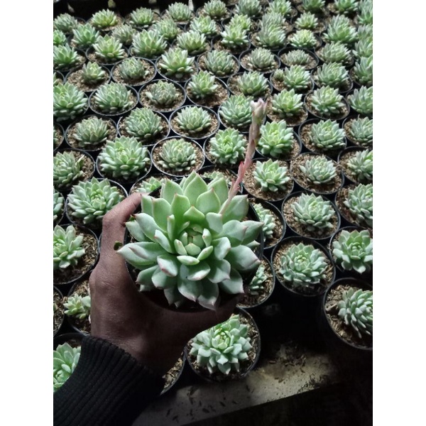 eceveria import tivi