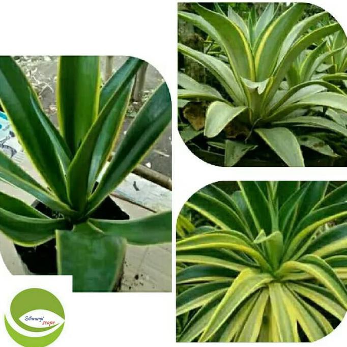 Bibit Tanaman Agave Strip Kuning/Tanaman Hias Agave Strip Kuning %%