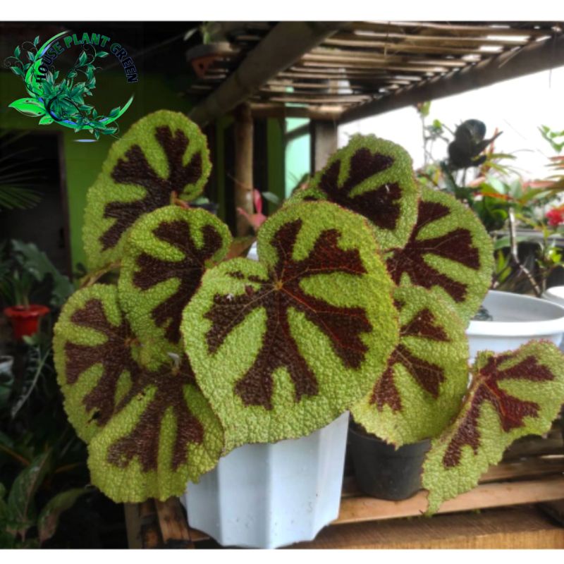Tanaman Hias Begonia Tapak Macan