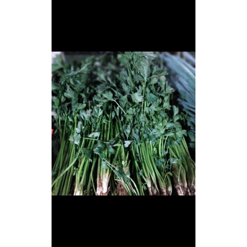 

Seledri 100 gr
