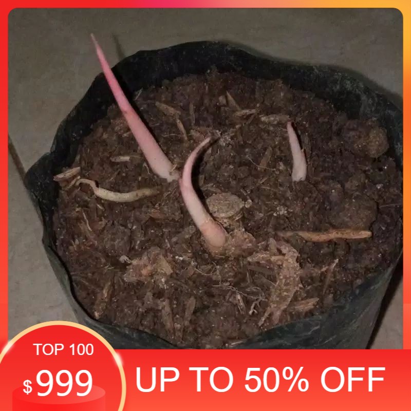 bonggol aglonema bertunas romantic love