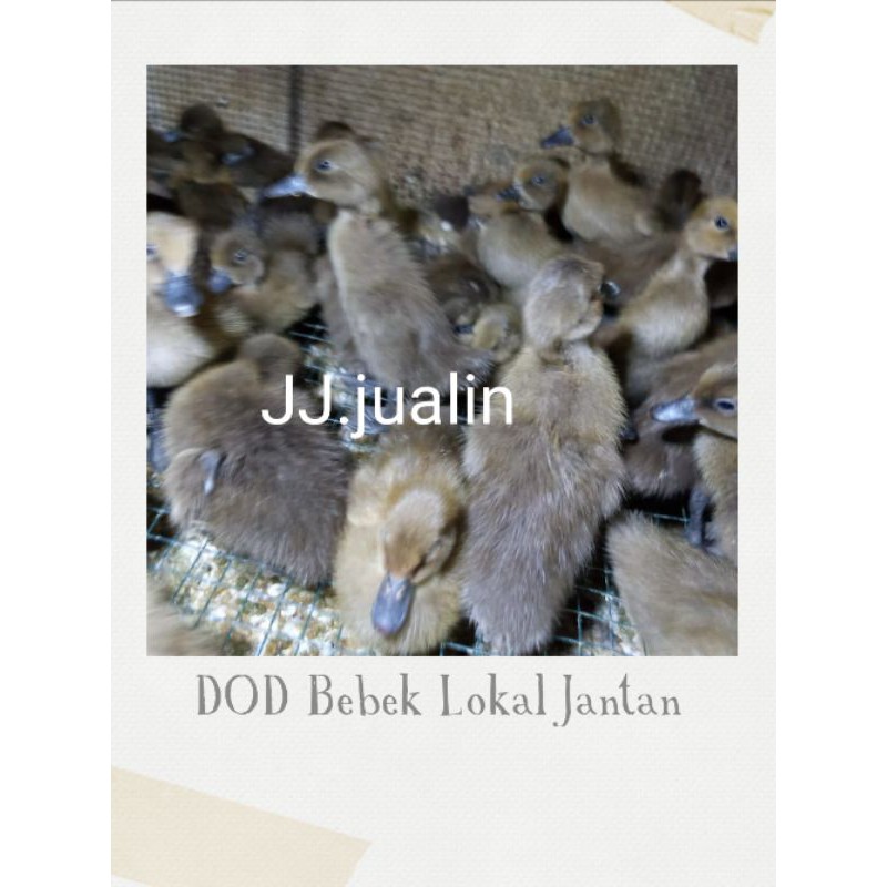 bebek jantan - bebek lokal jantan - dod bebek jantan