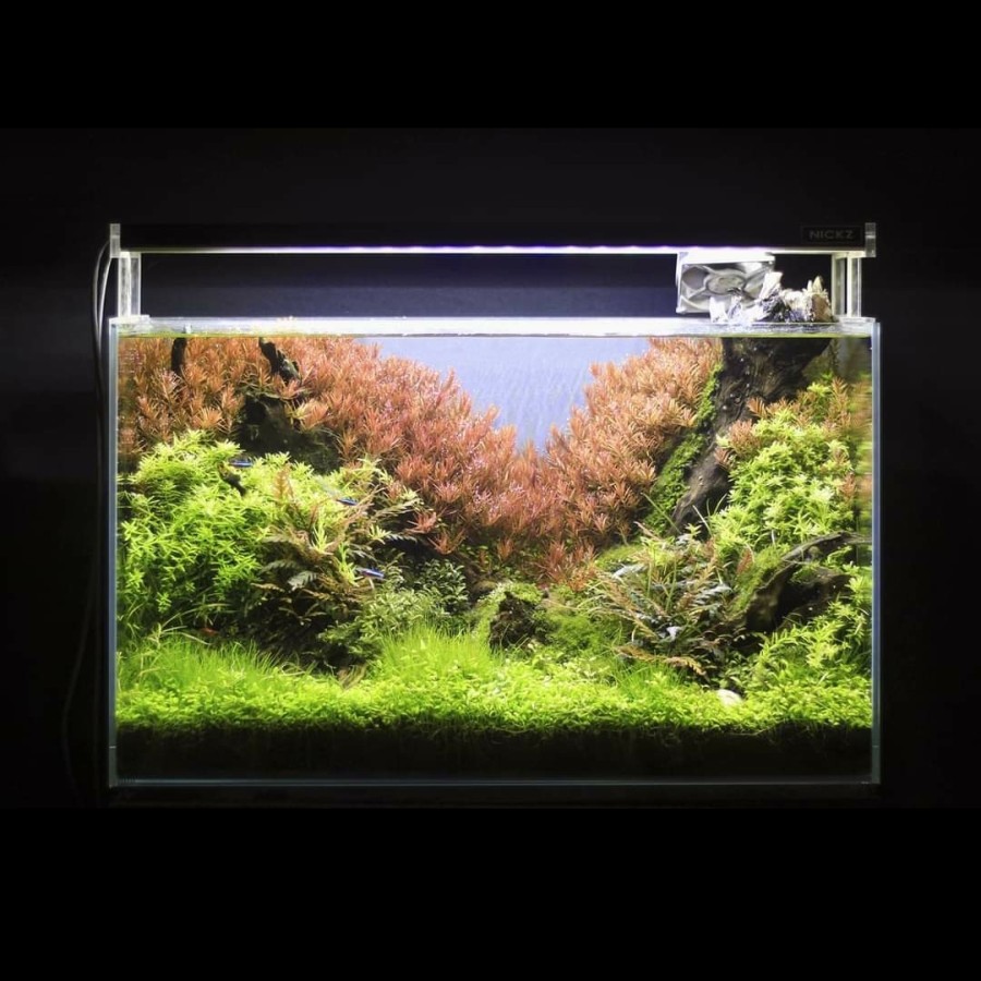 Nickz Aquascape 60cm Natural Style Fullset