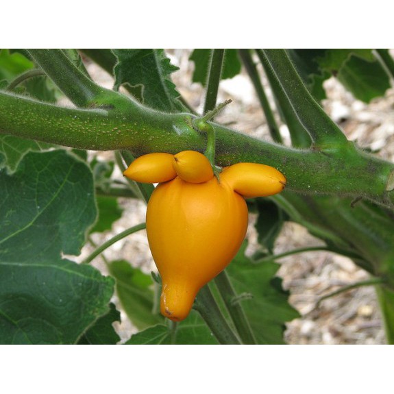 tanaman terong susu solanum mammosum