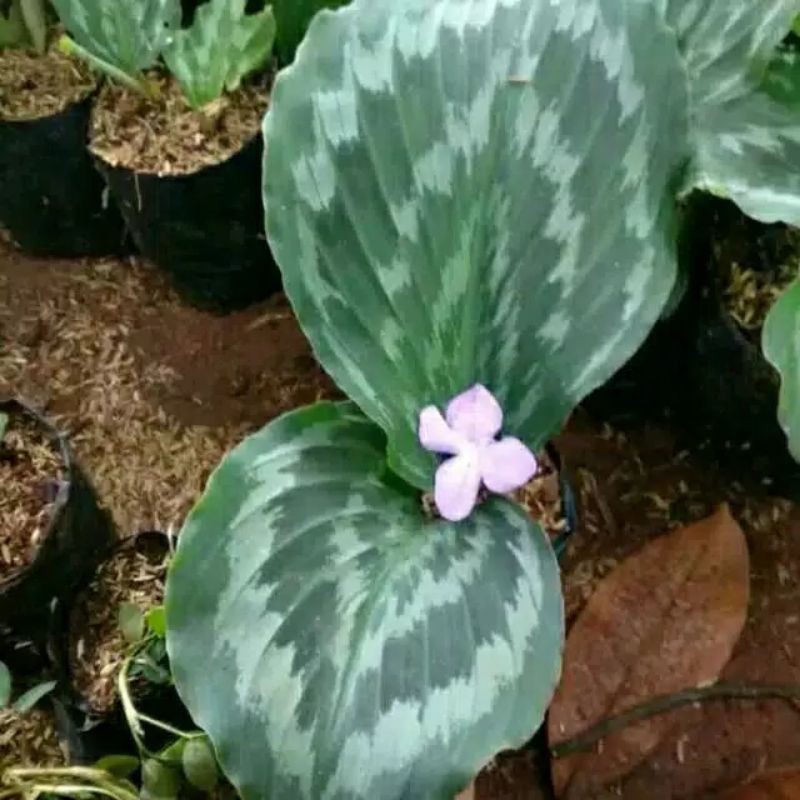 Tanaman Hias Calathea Merak Kencur Shopee Indonesia