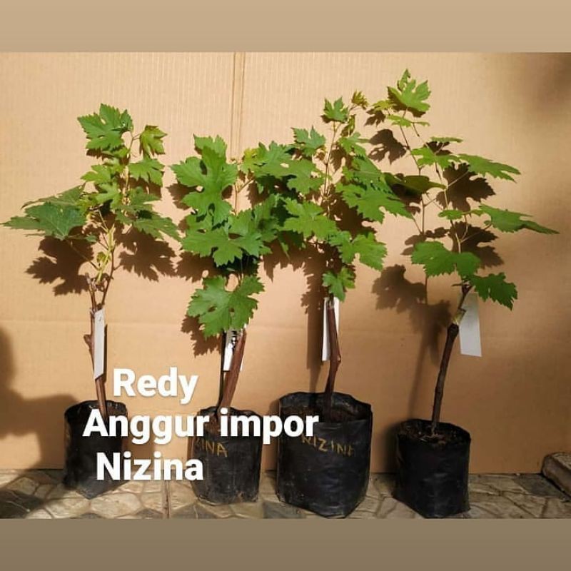 Jual Anggur lokal | Shopee Indonesia