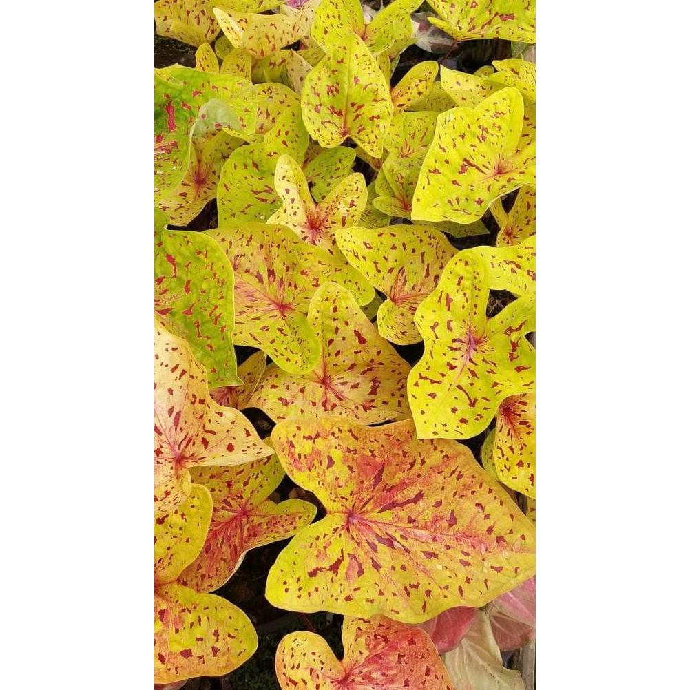 Harga Promo Keladi Hias Thailand Im067 Yellow Caladium Shopee Indonesia