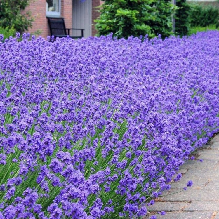 Benih Bibit Biji - Bunga Lavender Munstead English (Lavandula angustifolia) Flower Seeds - IMPORT