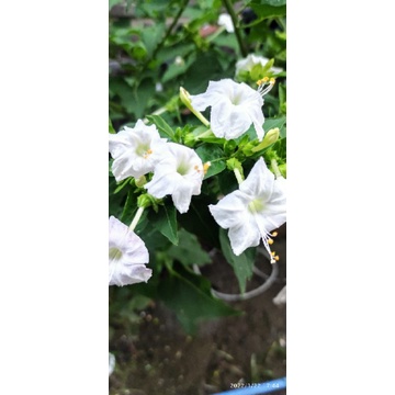 

Biji/benih bunga pukul empat warna putih (10 biji)