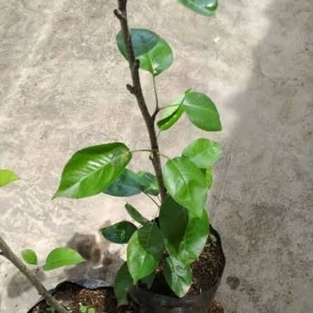 Bibit Okulasi Buah Pir super Unggul+bonus bibit kacang almond