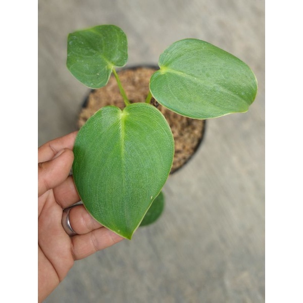 philodendron rugosum ( pigskin)
