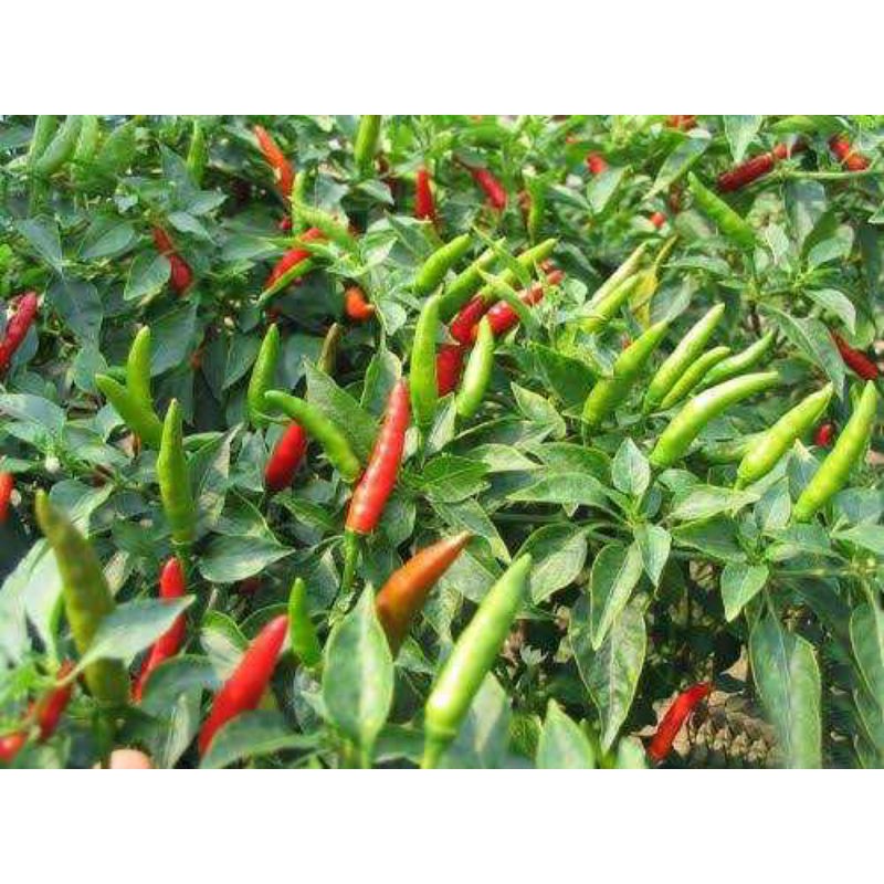 benih cabai rawit hijau/bibit cabe rawit hijau