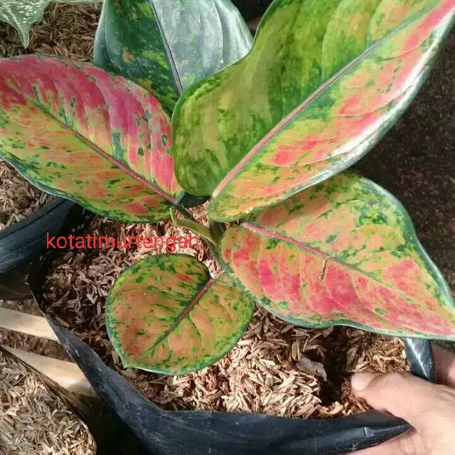 Grosir Aglonema heng heng. Aglonema murah