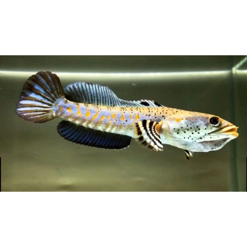 CHANNA BLUE PULCHRA 5CM GRADE A+ (DOYAN PELET)