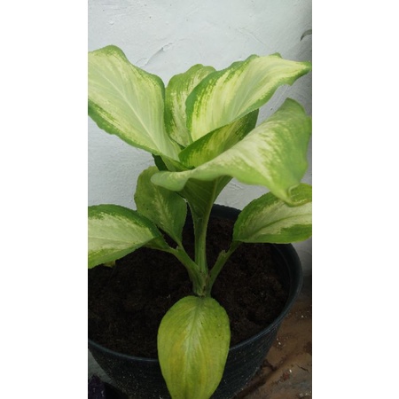 JUAL TANAMAN HIAS DIEFFENBACHIA SEGUINE MURAH