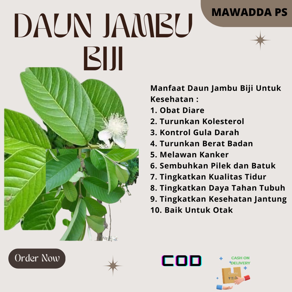 

Daun Jambu Biji Segar - Obat Herbal Kemasan 400gram