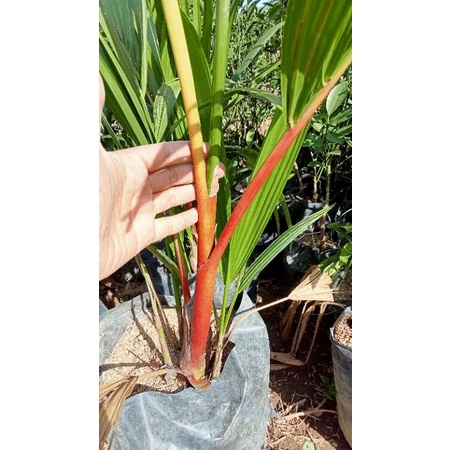 Tanaman palem merah uk 1 meter up batang besar valid