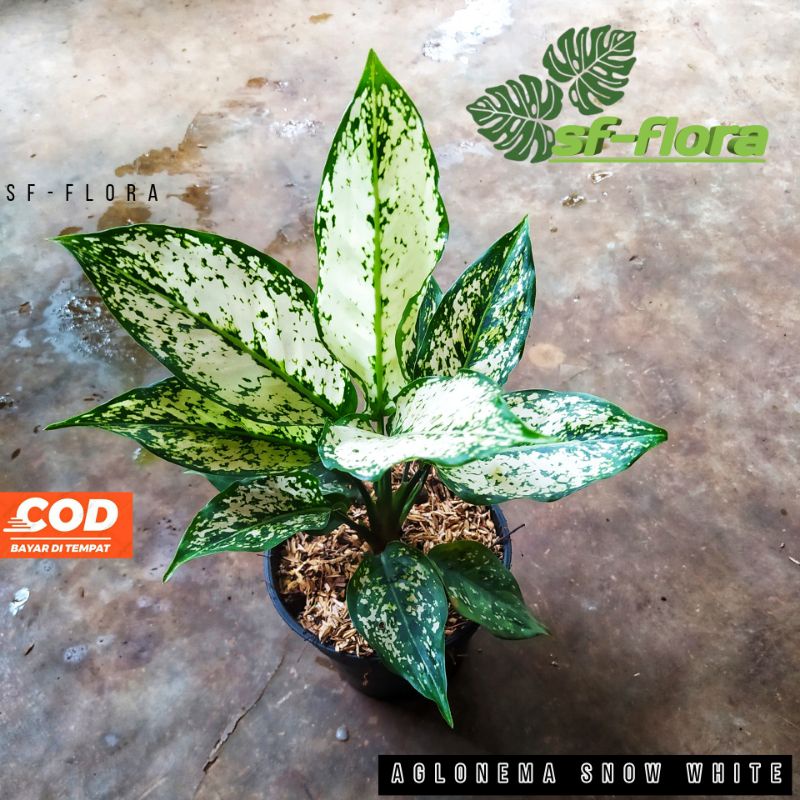 Aglonema Snow White Ukuran Dewasa Foto Real Pic - Aglonema snow white aglonema