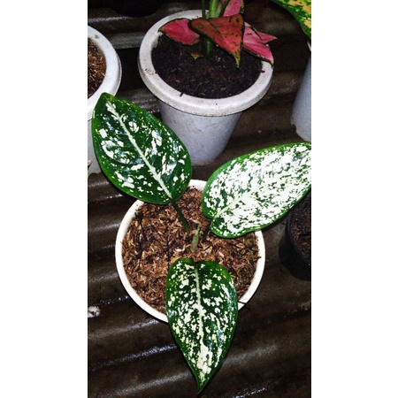 aglonema big leaf
