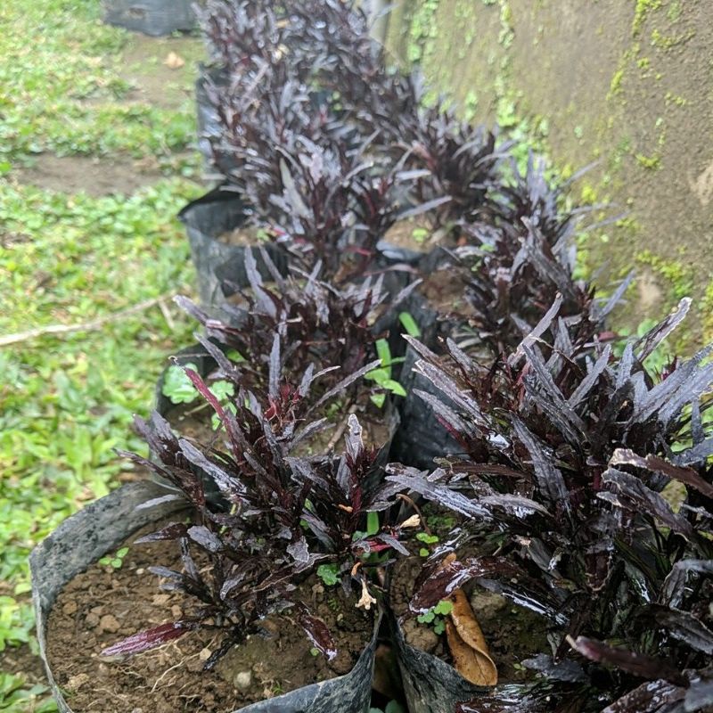 DIARY PETANI - Tanaman Hias Kucai Ungu Hemigraphis Repanda Bulu Babi