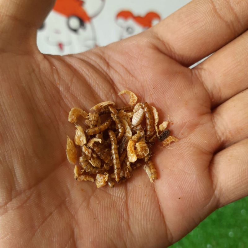 DRIED MEALWORM &amp; SHRIMP PROTEIN HAMSTER/GERBIL/LANDAK/SUGARGLIDER DLL