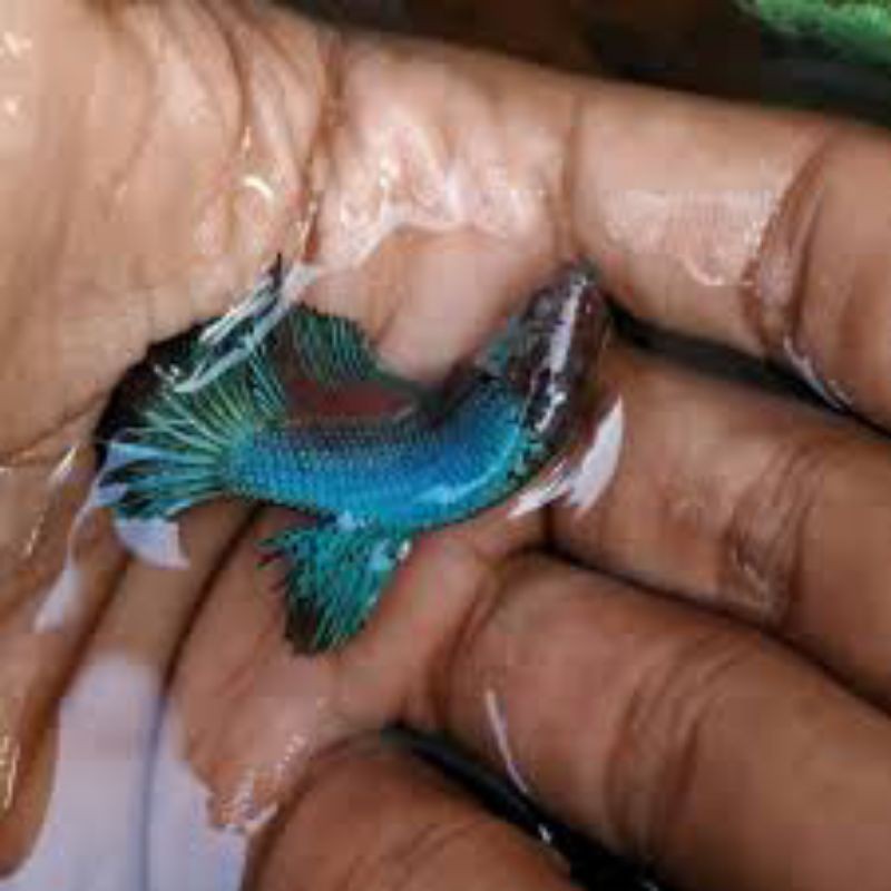 Cupang big ear murah