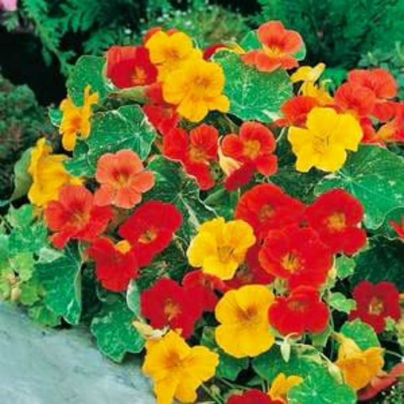 benih BUNGA NASTURTIUM ALASKA MIX isi 1 bijii