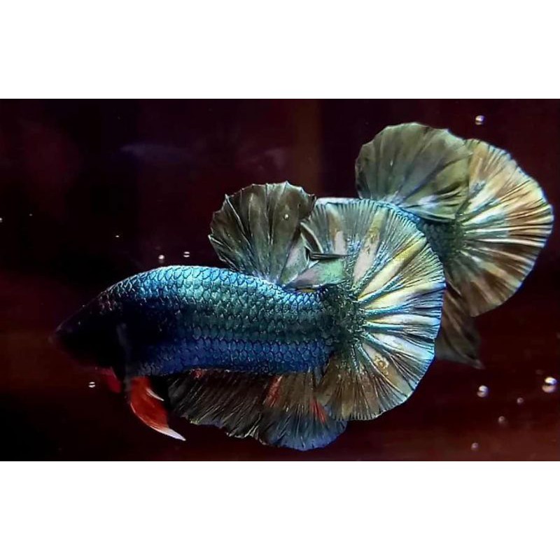 CUPANG AVATAR,COOPER,PLAKAT,YELLOW,GIANT,GORDON,AVATAR GOLD..ANAKAN SIZE S..WARNA SDH NOTOL